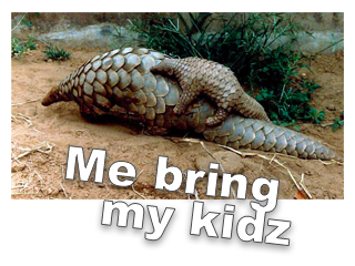 pangolin